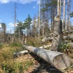 images/wanderungen/2019-08_wanderung_hickelmuehle/IMG_7600.jpg